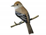 Southwestern Willow Flycatcher BD074