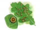 IH055 - Spangle Gall (Neuroterus quercusbaccarum)