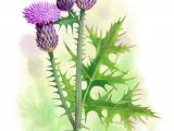 Spear Thistle (Cirsium vulgare) BT0293