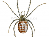 Spider (Metellina segmentata) OS0072