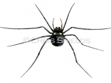 Spotted Harvestman (Nemastoma bimaculatum) SP0082