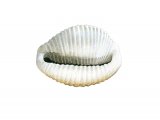 Spotted cowrie (Trivia monacha) OS003