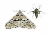 Spring Usher (Agriopis leucophaearia) IN001 