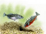 F192 - Stickleback (Three-spined) Gasterosteus aculeatus