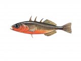 F195 - Stickleback (Three-spined male) Gasterosteus aculeatus