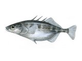 F197 - Stickleback (Three-spined female) Gasterosteus aculeatus