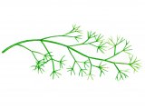 Stonewort (Nitella) BT0136