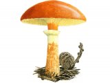 Suillus grevillei (Larch Bolete) FU001