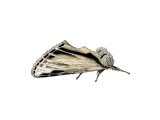 Swallow Prominent (Pheosia tremula) IN003