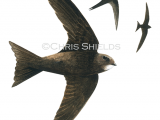 Swift (Apus apus) BD0482