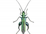 Thick-legged Flower Beetle (Oedemera nobilis) IN001