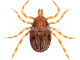 Tick (Hyalomma ssp.) OS0081