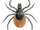 Tick (ixodes spp.) OS0084