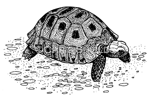 Tortoise R0022