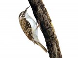 Treecreeper (Certhia familiaris) BD0449