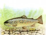 F200 - Trout (Brown) Salmo trutta