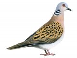 Turtle Dove (Streptopelia turtur) BD0455