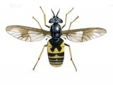 Twin-lobed Deerfly (Crysops relictus) IN005