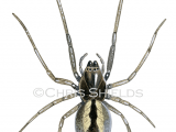 Two-clawed Hunting Spider (cheiracanthium erraticum) SP0121