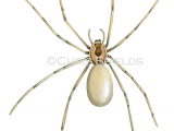 Violin Spider (Loxosceles reclusa) SP0094