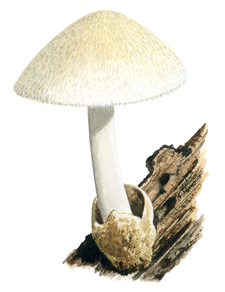 Volvariella bombycina (Silky Rosegill) FU0223