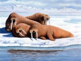 Walrus (Odobenus rosmarus) M001