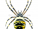 Wasp Spider female (Argiope bruennichi) SP0100