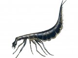 Water Beetle Larvae (Acilius sulcatus) IN003