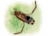 Water Boatman (Notonecta glauca) IN002