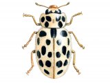 Water Ladybird (winter form) Anisosticta 19-punctata IN003