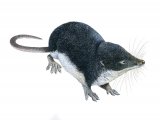 Shrew (Water) Neomys fodiens) M007