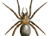 Water Spider (Argyroneta aquatica) SP0106