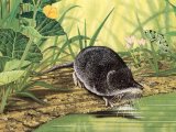 Shrew (Water) Neomys fodiens) M006