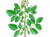 Watercress (Nasturtium officinale) BT0139