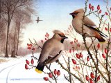 Waxwings (Bombycilla garrulus) BD0448