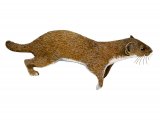 Weasel (Mustela nivalis) M002