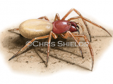 Woodlouse Spider (Dysdera crocata) SP0114