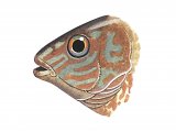 F240 - Wrasse (Corking) Crenilabrus melops