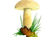 Xerocomus moravicus (Tawny Bolete) FU001