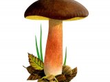 Xerocomus pruinatus (Matt Bolete) FU001