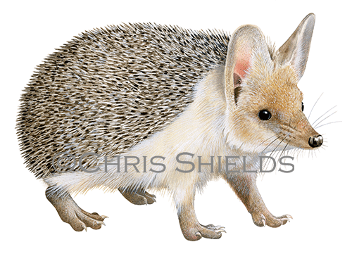 Long-eared Hedgehog (Hemiechinus auritus) M0023