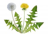 Dandelion (Taraxacum officinale) BT0202