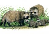 raccoon dog (Nyctereutes procyonoides) M001 